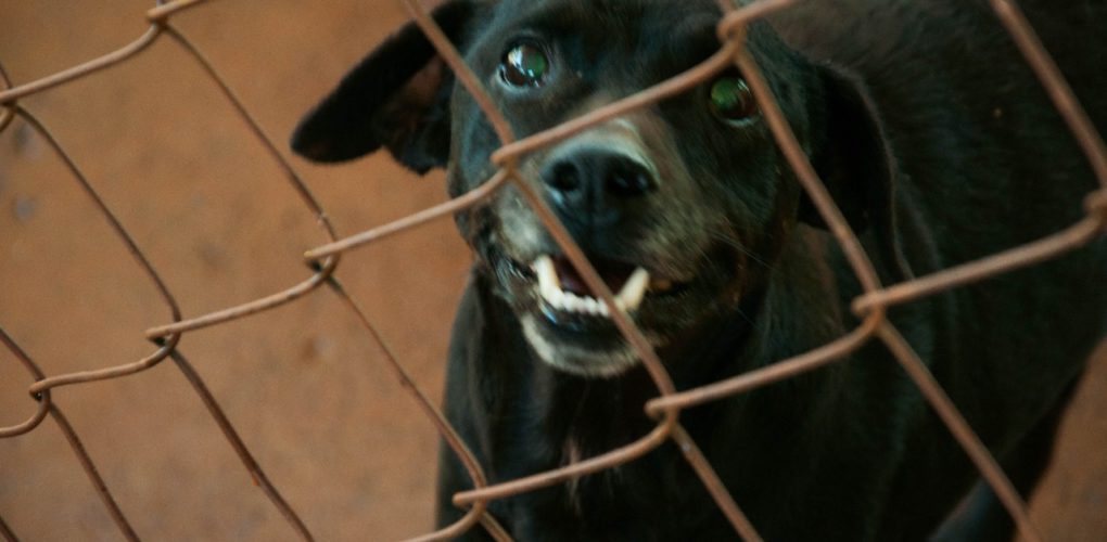 Canil abriga 70 animais vítimas de maus tratos ou acidentes